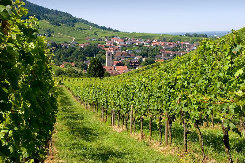 Weinregion Baden-Baden Rebland